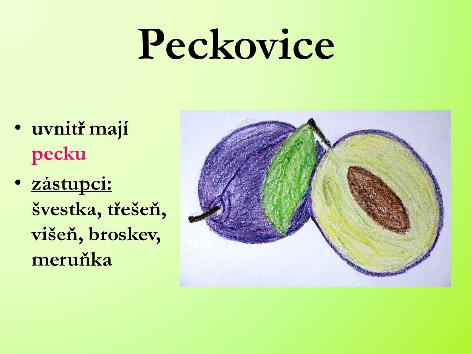 Peckovice uvnitř mají pecku zástupci: švestka, třešeň, višeň, broskev, meruňka