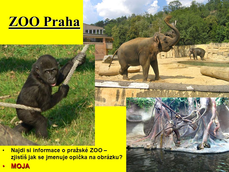 ZOO Praha Najdi si informace o pražské ZOO – zjistíš jak se jmenuje opička na obrázku MOJA