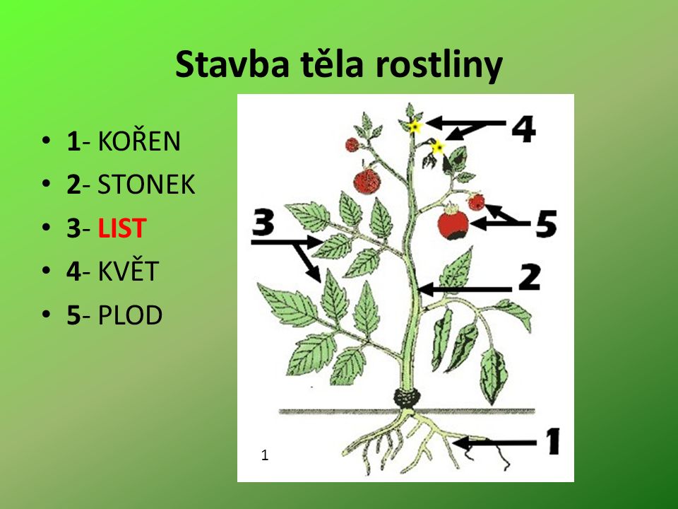 Stavba těla rostliny 1- KOŘEN 2- STONEK 3- LIST 4- KVĚT 5- PLOD 1