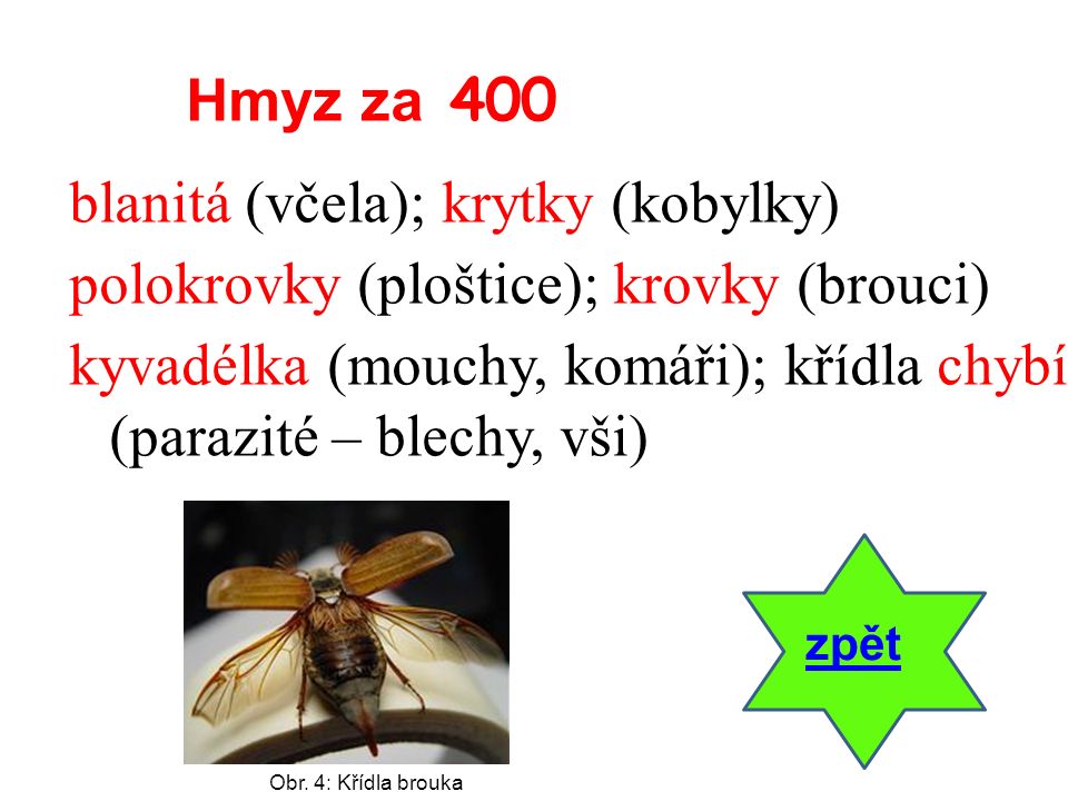 blanitá (včela); krytky (kobylky) polokrovky (ploštice); krovky (brouci) kyvadélka (mouchy, komáři); křídla chybí (parazité – blechy, vši) zpět Hmyz za 400 Obr.