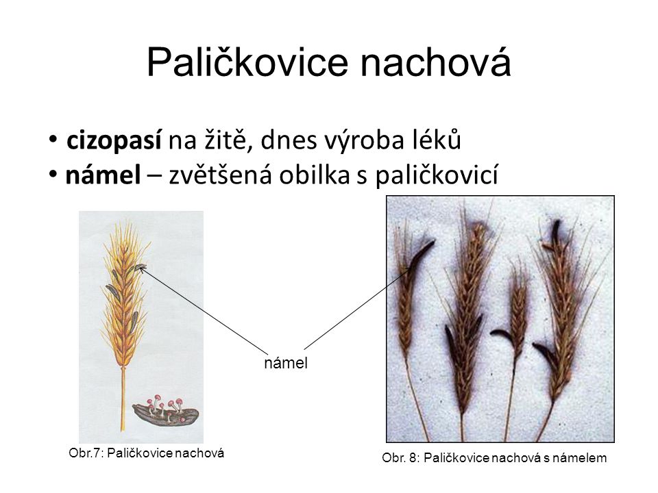 Paličkovice nachová námel Obr.7: Paličkovice nachová Obr.
