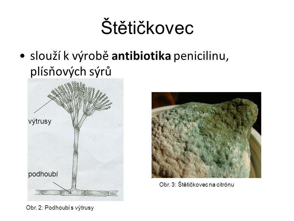 Štětičkovec slouží k výrobě antibiotika penicilinu, plísňových sýrů podhoubí výtrusy Obr.