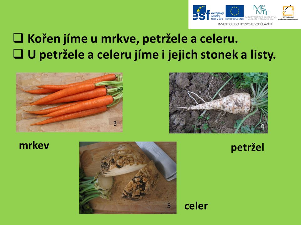  Kořen jíme u mrkve, petržele a celeru.  U petržele a celeru jíme i jejich stonek a listy.