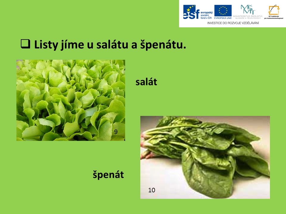  Listy jíme u salátu a špenátu salát špenát