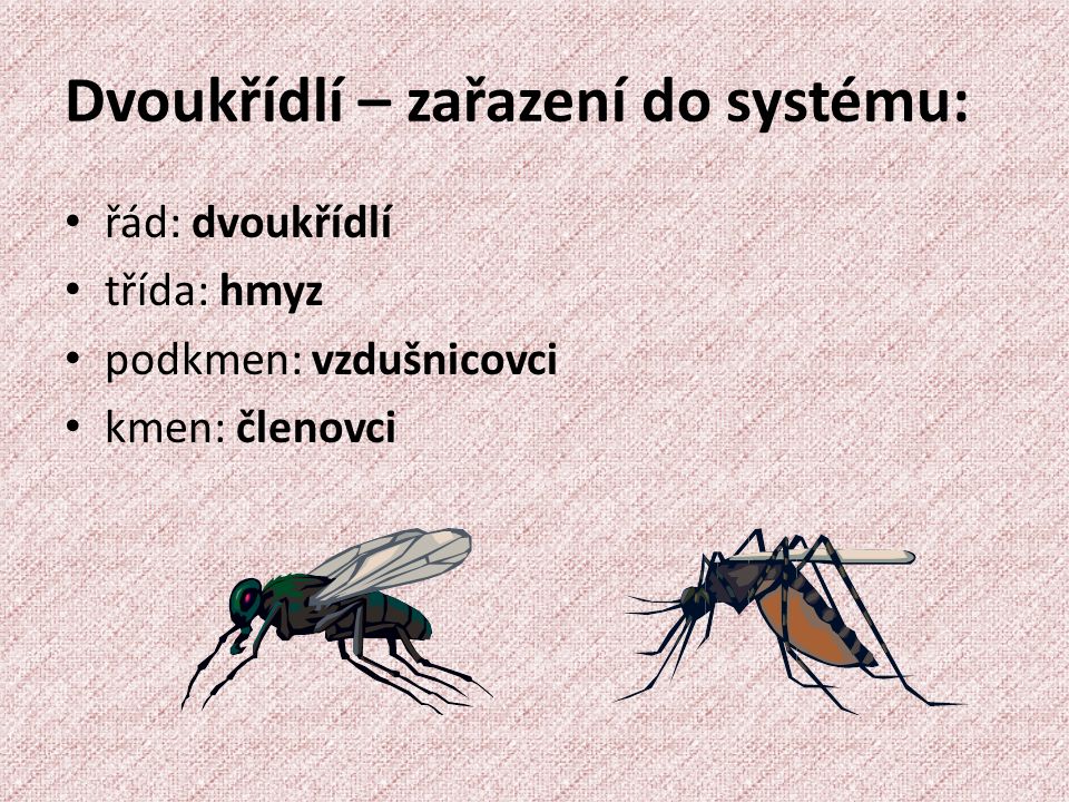 Dvoukřídlí – zařazení do systému: řád: dvoukřídlí třída: hmyz podkmen: vzdušnicovci kmen: členovci