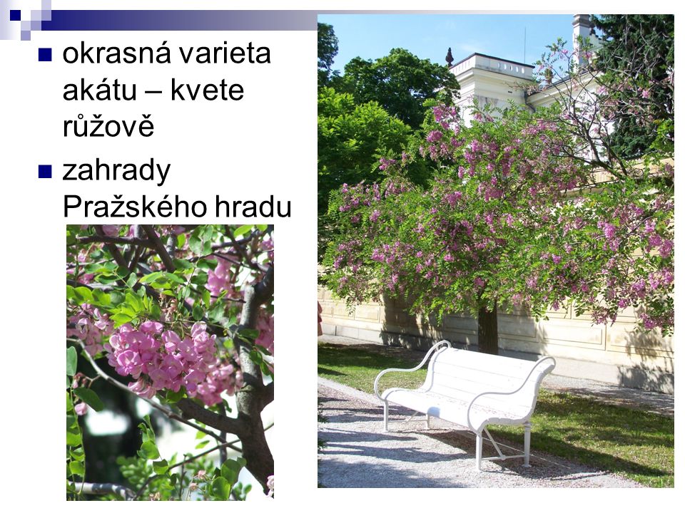 okrasná varieta akátu – kvete růžově zahrady Pražského hradu