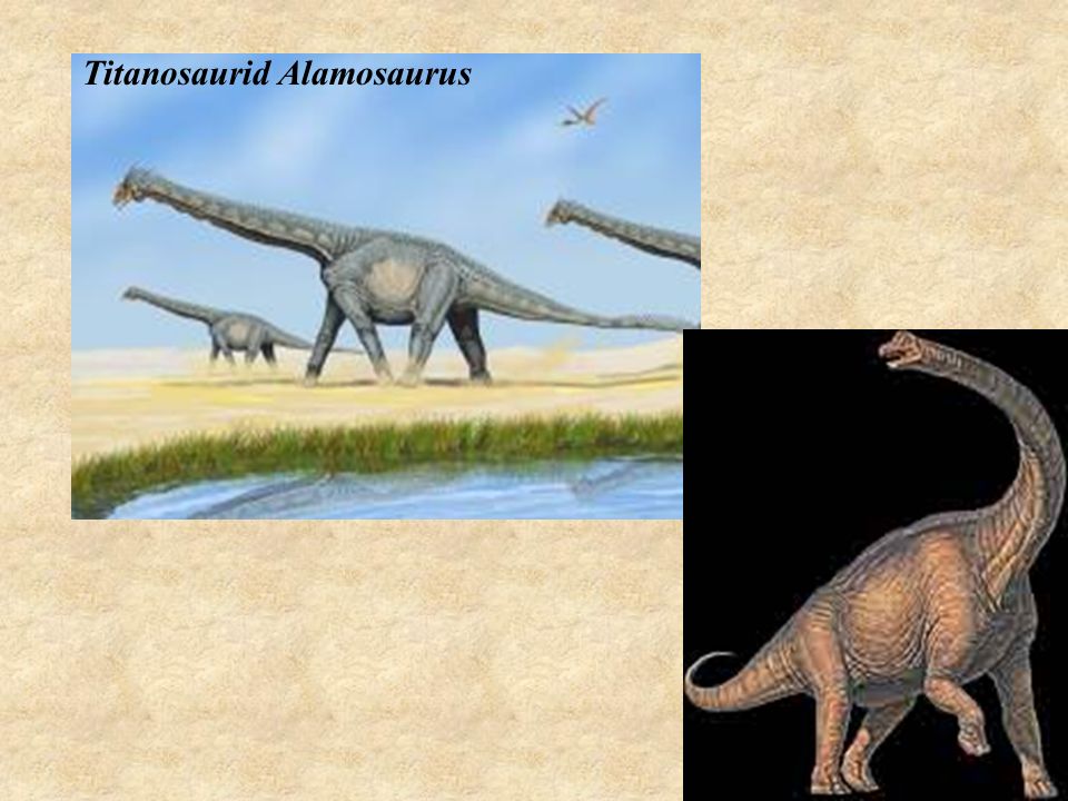 Titanosaurid Alamosaurus