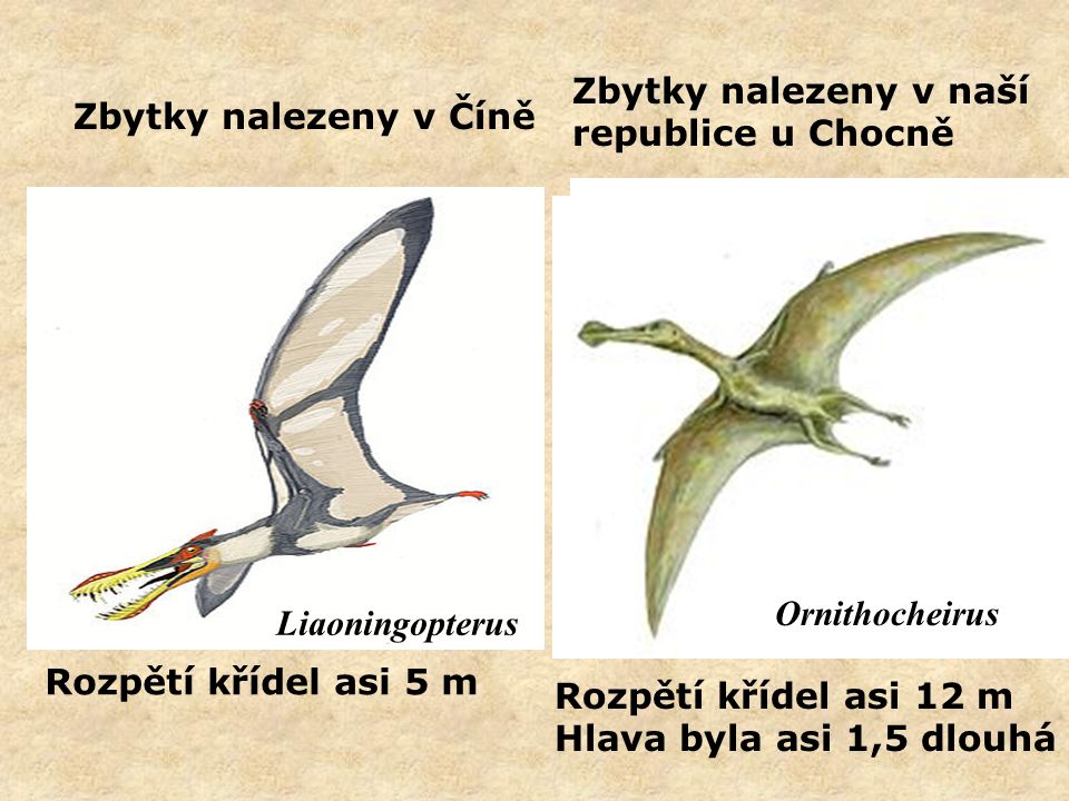 Zbytky nalezeny v naší republice u Chocně Ornithocheirus hlavatschi Rozpětí křídel asi 12 m Hlava byla asi 1,5 dlouhá Ornithocheirus Zbytky nalezeny v Číně Rozpětí křídel asi 5 m Liaoningopterus