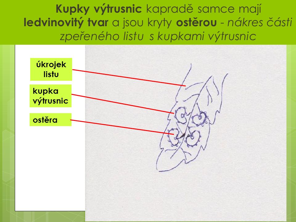  Kupky výtrusnic kapradě samce mají ledvinovitý tvar a jsou kryty ostěrou - nákres části zpeřeného listu s kupkami výtrusnic úkrojek listu kupka výtrusnic ostěra