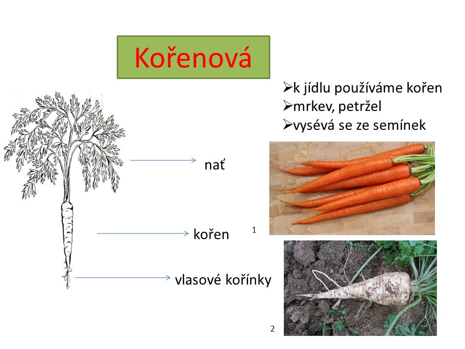 Kořenová nať kořen vlasové kořínky  k jídlu používáme kořen  mrkev, petržel  vysévá se ze semínek 1 2