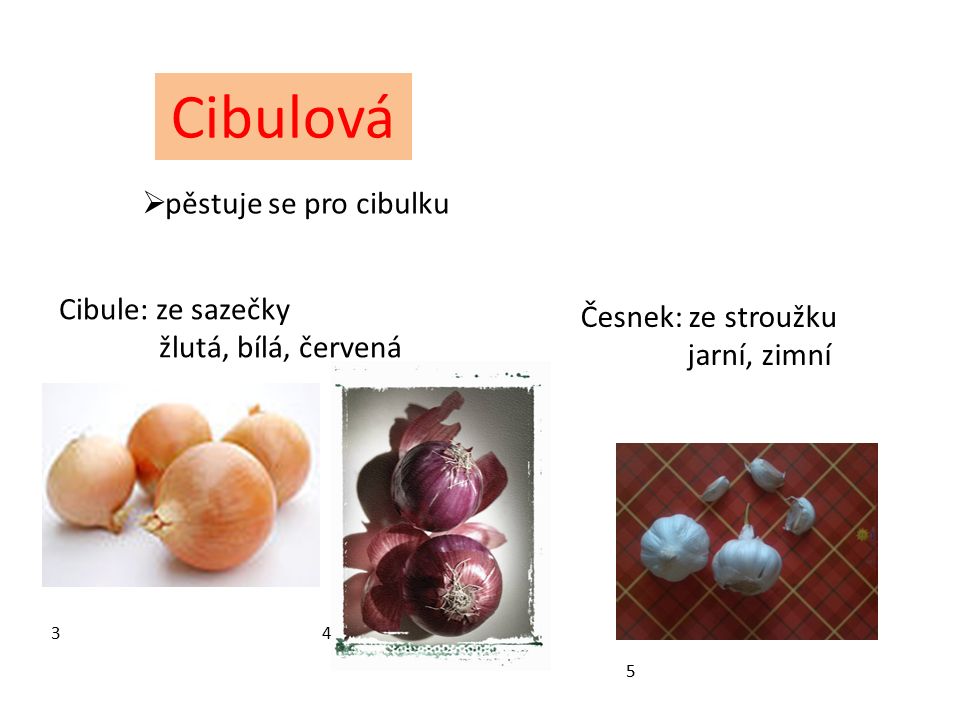 Cibulová  pěstuje se pro cibulku Cibule: ze sazečky žlutá, bílá, červená Česnek: ze stroužku jarní, zimní 3 4 5