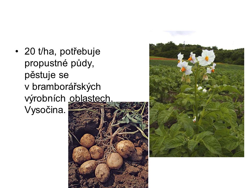 20 t/ha, potřebuje propustné půdy, pěstuje se v bramborářských výrobních oblastech, Vysočina.