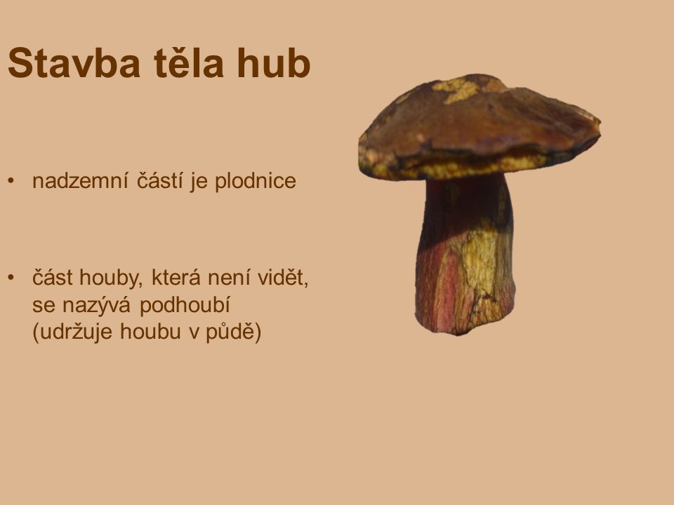 Stavba těla hub nadzemní částí je plodnice část houby, která není vidět, se nazývá podhoubí (udržuje houbu v půdě)