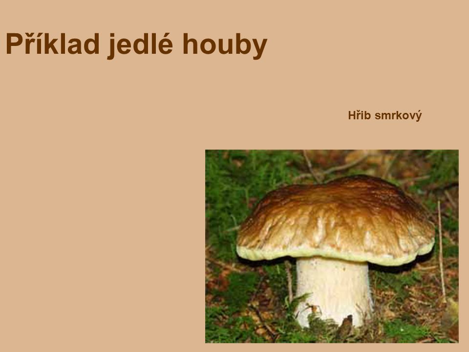 Příklad jedlé houby Hřib smrkový