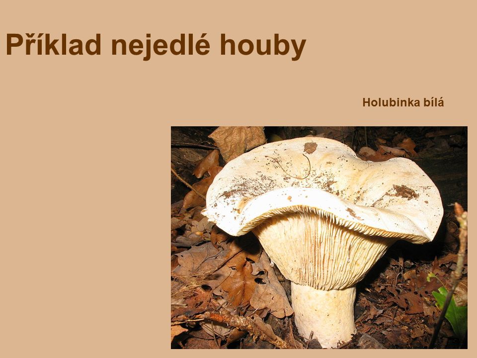 Příklad nejedlé houby Holubinka bílá