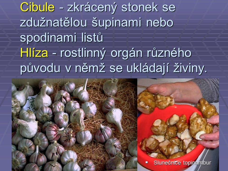 Cibule - zkrácený stonek se zdužnatělou šupinami nebo spodinami listů Hlíza - rostlinný orgán různého původu v němž se ukládají živiny.