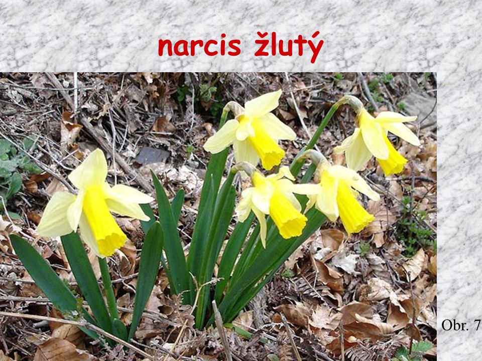 narcis žlutý Obr. 7