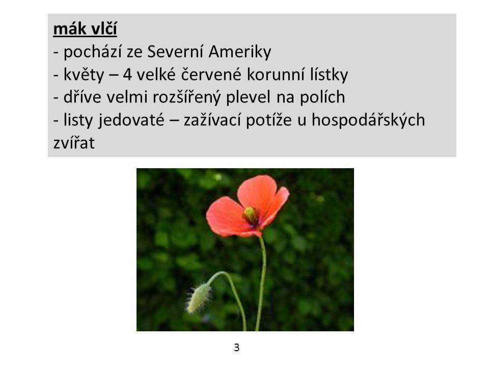 mák vlčí - pochází ze Severní Ameriky - květy – 4 velké červené korunní lístky - dříve velmi rozšířený plevel na polích - listy jedovaté – zažívací potíže u hospodářských zvířat 3