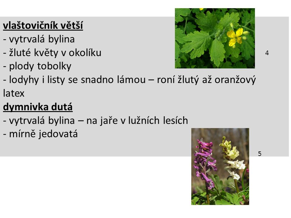 vlaštovičník větší - vytrvalá bylina - žluté květy v okolíku - plody tobolky - lodyhy i listy se snadno lámou – roní žlutý až oranžový latex dymnivka dutá - vytrvalá bylina – na jaře v lužních lesích - mírně jedovatá 4 5