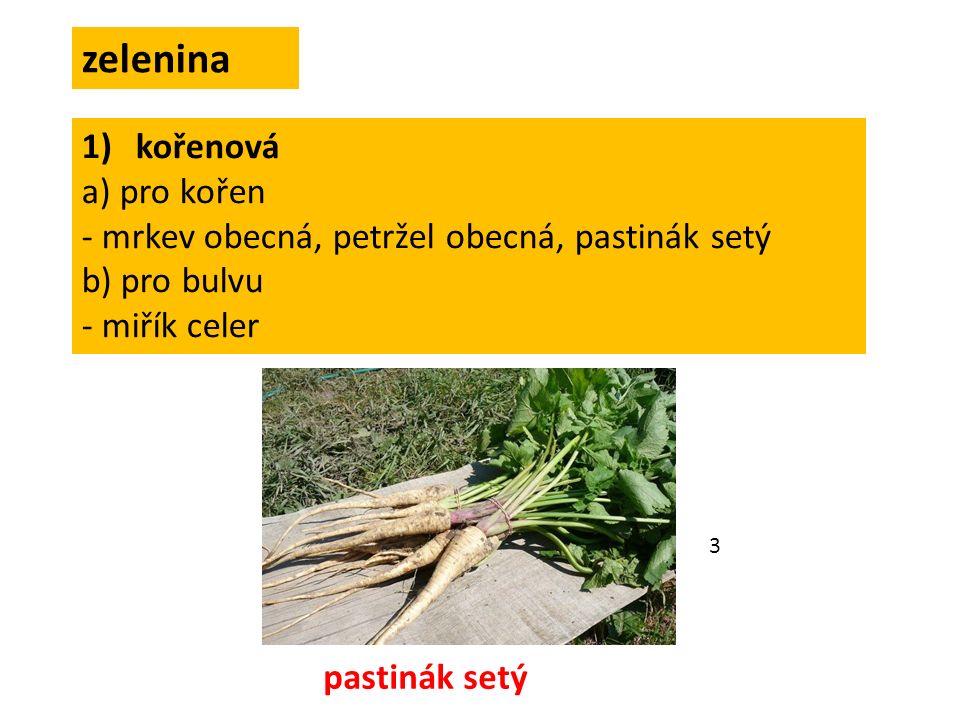 zelenina 1)kořenová a) pro kořen - mrkev obecná, petržel obecná, pastinák setý b) pro bulvu - miřík celer pastinák setý 3