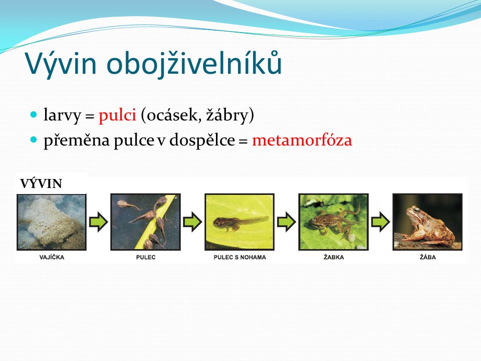 Vývin obojživelníků larvy = pulci (ocásek, žábry) přeměna pulce v dospělce = metamorfóza VÝVIN