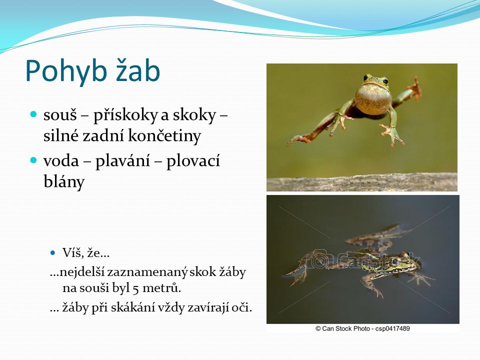 Pohyb žab souš – přískoky a skoky – silné zadní končetiny voda – plavání – plovací blány Víš, že… …nejdelší zaznamenaný skok žáby na souši byl 5 metrů.