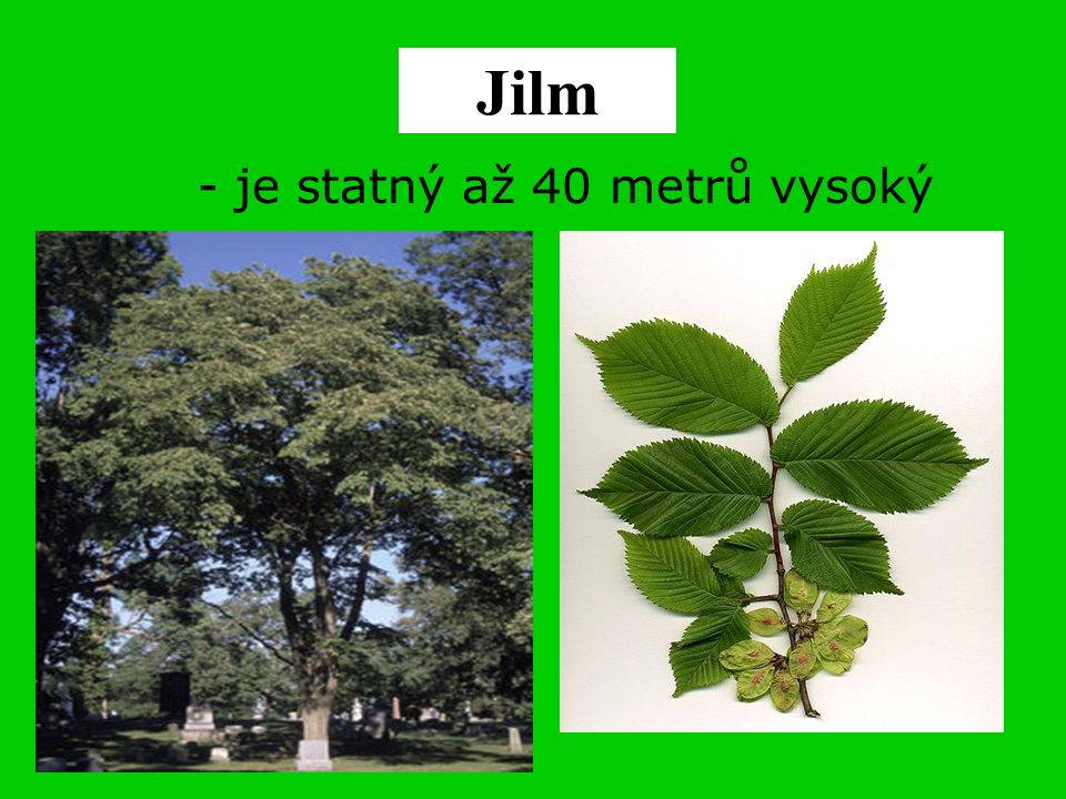 Jilm - je statný až 40 metrů vysoký