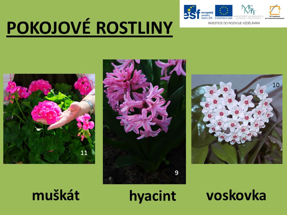 POKOJOVÉ ROSTLINY muškátvoskovka hyacint