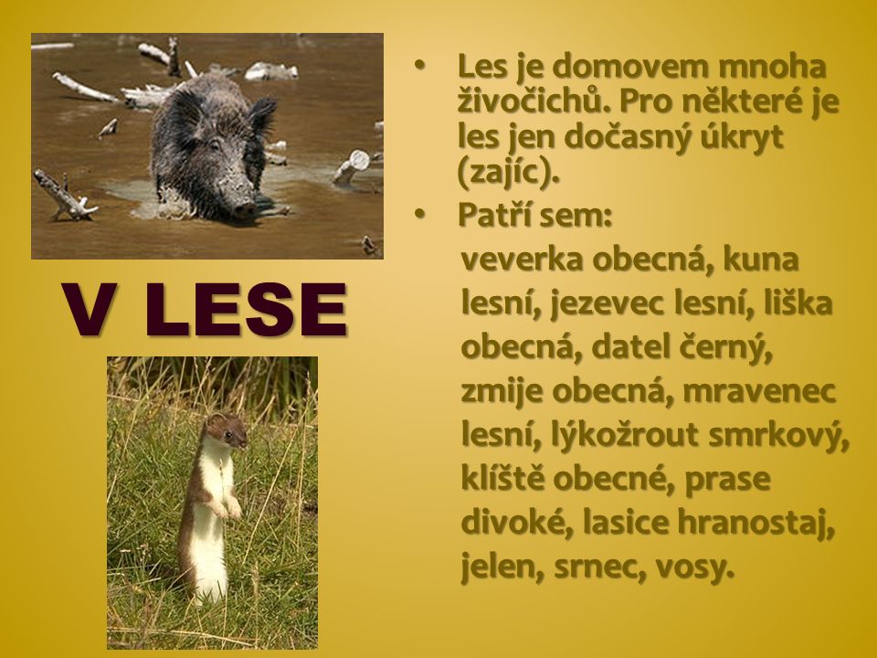 V LESE Les je domovem mnoha živočichů. Pro některé je les jen dočasný úkryt (zajíc).