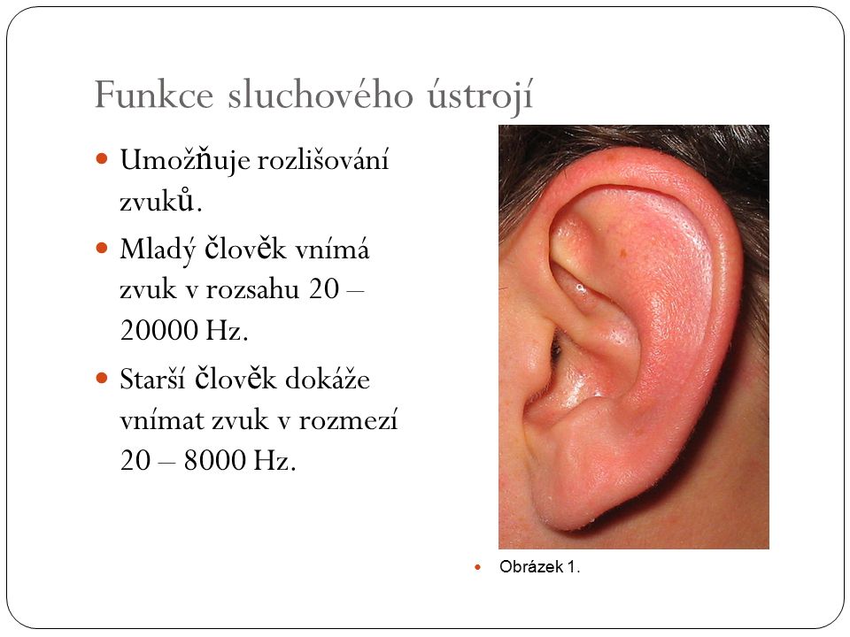 Funkce sluchového ústrojí Umož ň uje rozlišování zvuk ů.