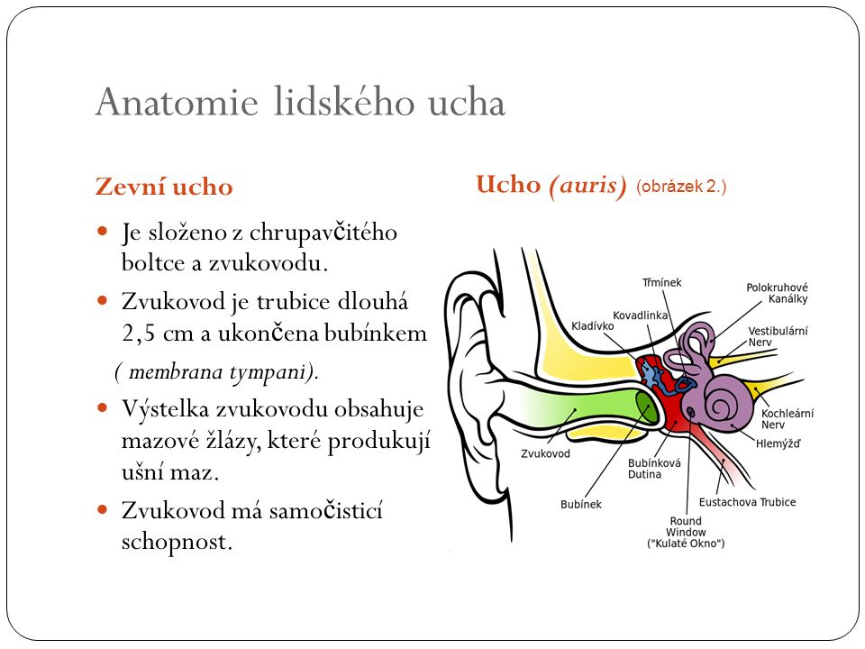 Anatomie lidského ucha Zevní ucho Ucho (auris) (obrázek 2.) Je složeno z chrupav č itého boltce a zvukovodu.