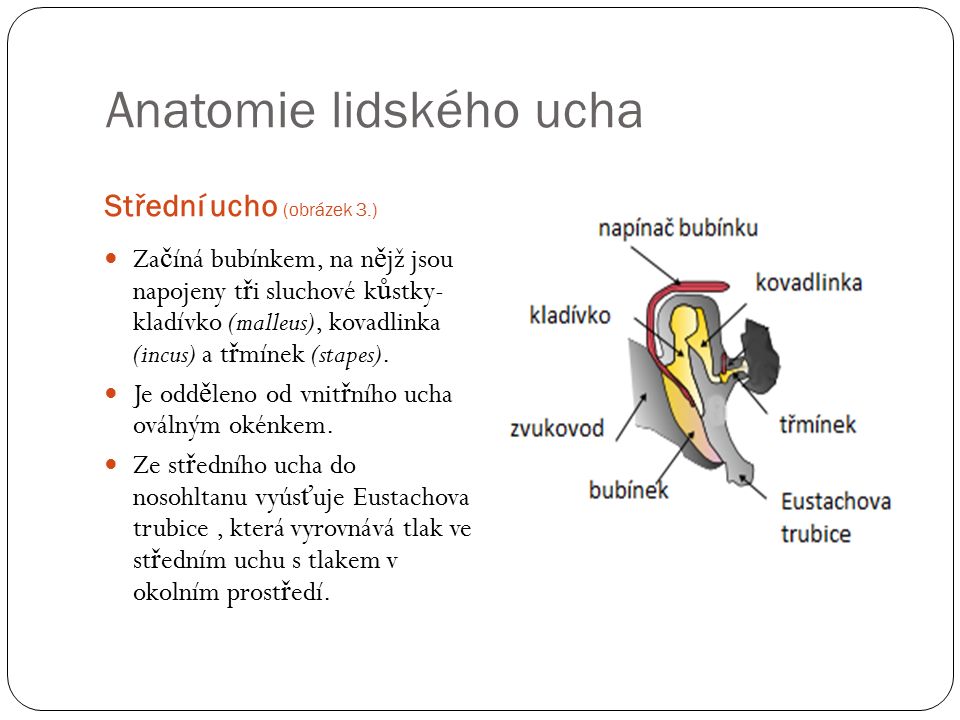 Anatomie lidského ucha Střední ucho (obrázek 3.) Za č íná bubínkem, na n ě jž jsou napojeny t ř i sluchové k ů stky- kladívko (malleus), kovadlinka (incus) a t ř mínek (stapes).
