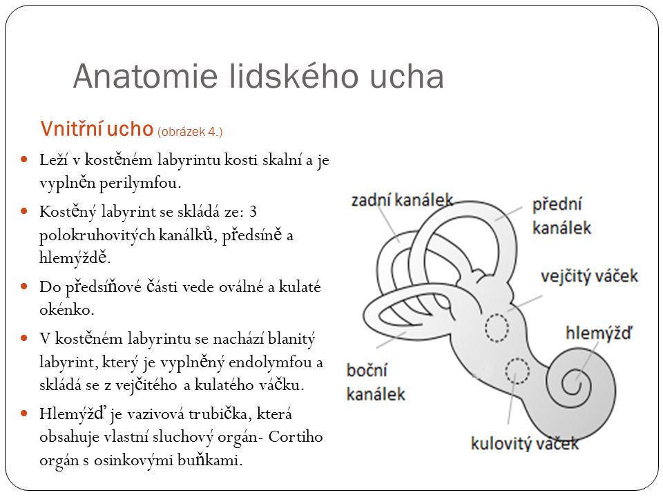 Anatomie lidského ucha Vnitřní ucho (obrázek 4.) Leží v kost ě ném labyrintu kosti skalní a je vypln ě n perilymfou.