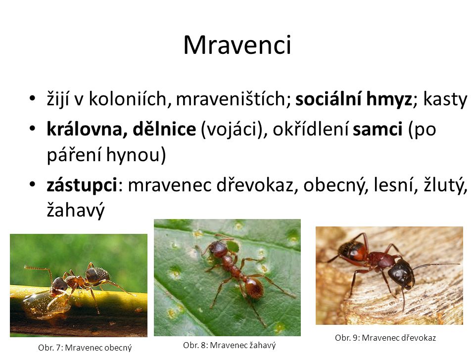 Mravenci žijí v koloniích, mraveništích; sociální hmyz; kasty královna, dělnice (vojáci), okřídlení samci (po páření hynou) zástupci: mravenec dřevokaz, obecný, lesní, žlutý, žahavý Obr.