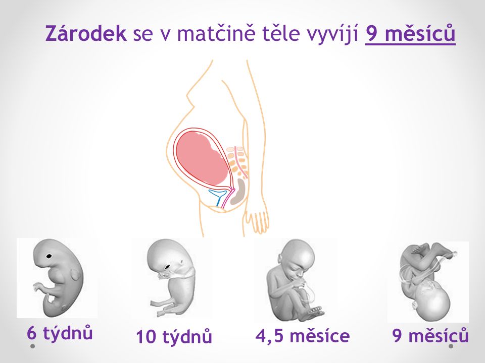 Zárodek se v matčině těle vyvíjí 9 měsíců 6 týdnů 10 týdnů 4,5 měsíce9 měsíců