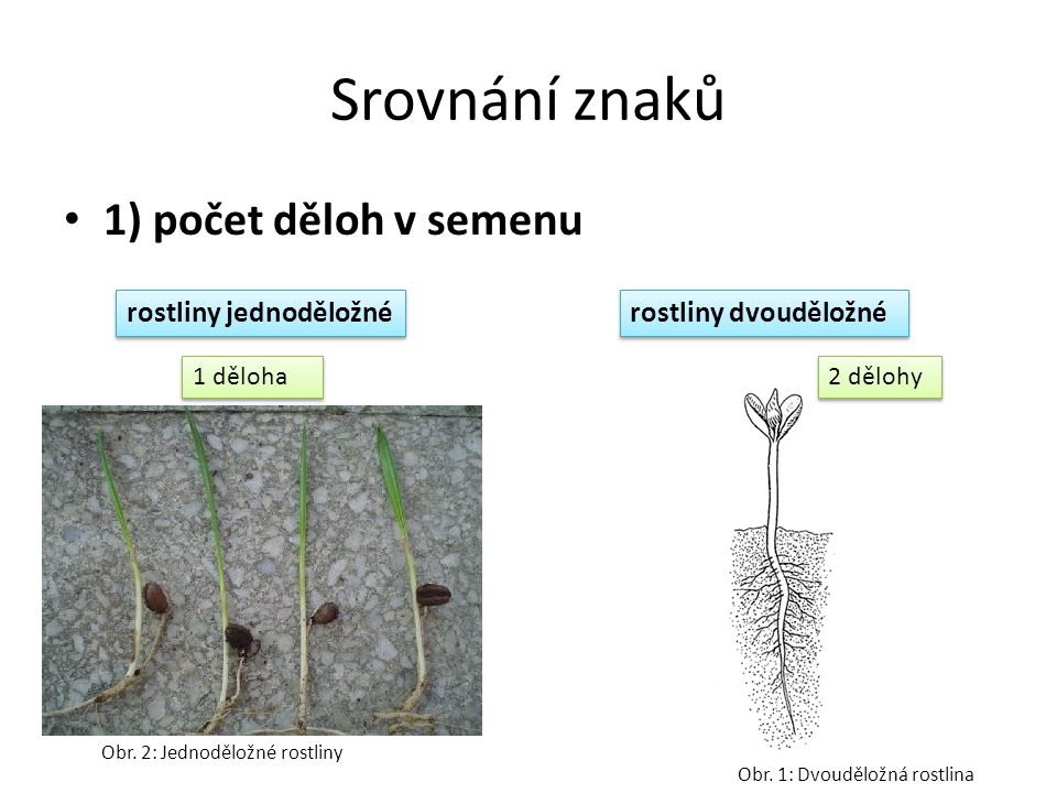 Srovnání znaků 1) počet děloh v semenu rostliny jednoděložné rostliny dvouděložné Obr.