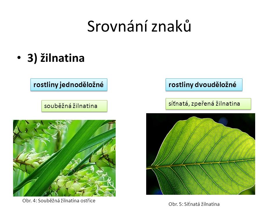 Srovnání znaků 3) žilnatina rostliny jednoděložné rostliny dvouděložné souběžná žilnatina síťnatá, zpeřená žilnatina Obr.