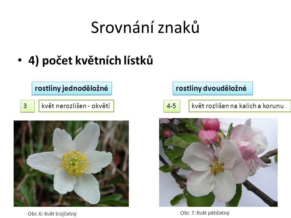 Srovnání znaků 4) počet květních lístků rostliny jednoděložné rostliny dvouděložné květ rozlišen na kalich a korunukvět nerozlišen - okvětí Obr.