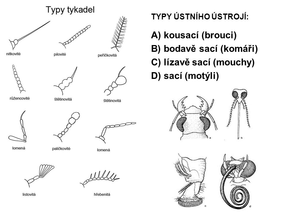 TYPY ÚSTNÍHO ÚSTROJÍ: A) kousací (brouci) B) bodavě sací (komáři) C) lízavě sací (mouchy) D) sací (motýli)