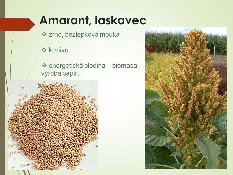 Amarant, laskavec  zrno, bezlepková mouka  krmivo  energetická plodina – biomasa, výroba papíru