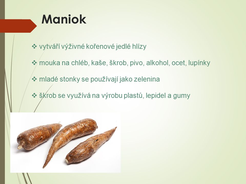 Maniok  vytváří výživné kořenové jedlé hlízy  mouka na chléb, kaše, škrob, pivo, alkohol, ocet, lupínky  mladé stonky se používají jako zelenina  škrob se využívá na výrobu plastů, lepidel a gumy