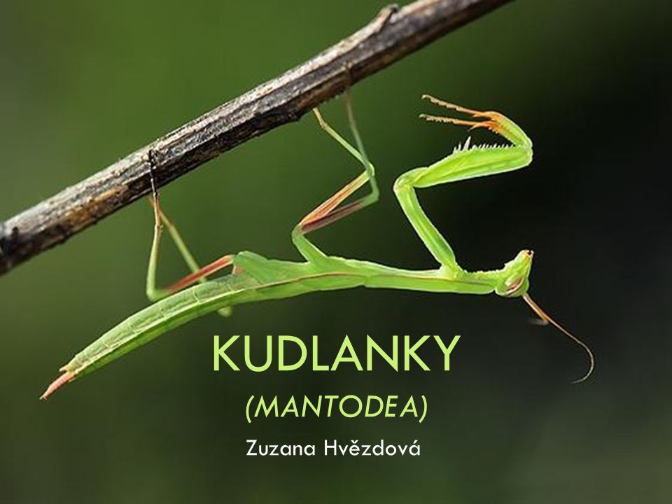KUDLANKY (MANTODEA) Zuzana Hvězdová