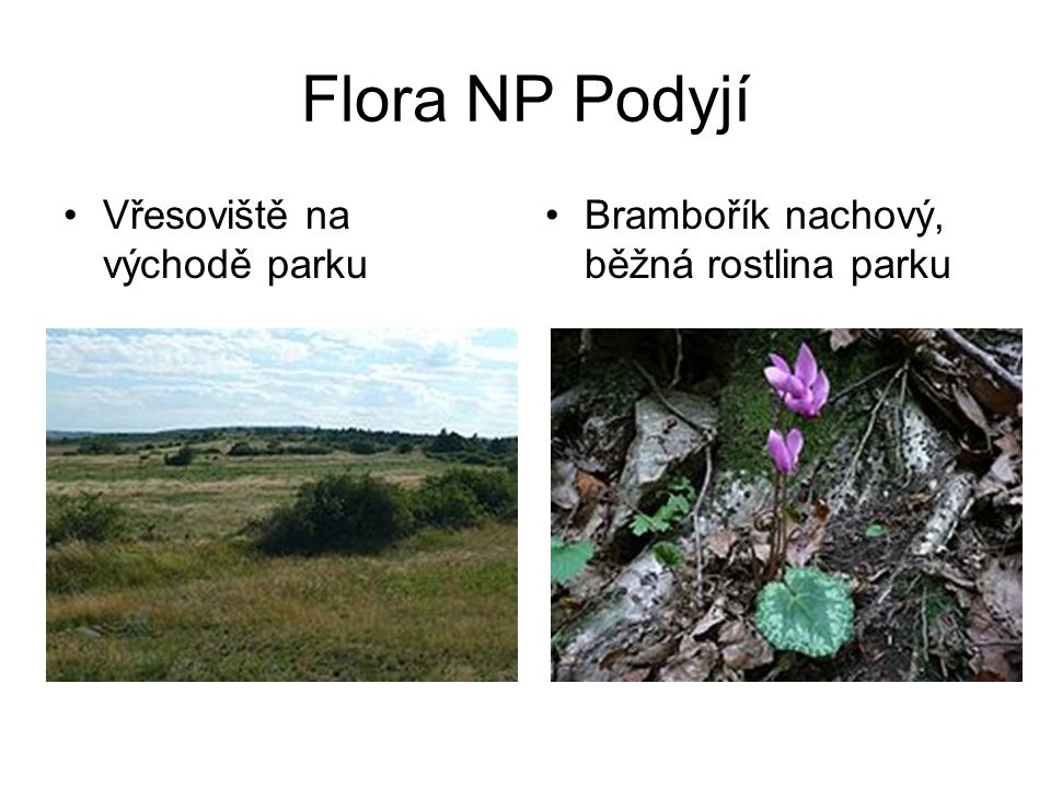 Flora NP Podyjí •Vřesoviště na východě parku •Brambořík nachový, běžná rostlina parku