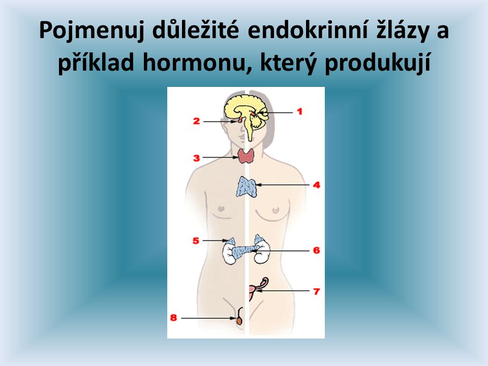 Pojmenuj důležité endokrinní žlázy a příklad hormonu, který produkují