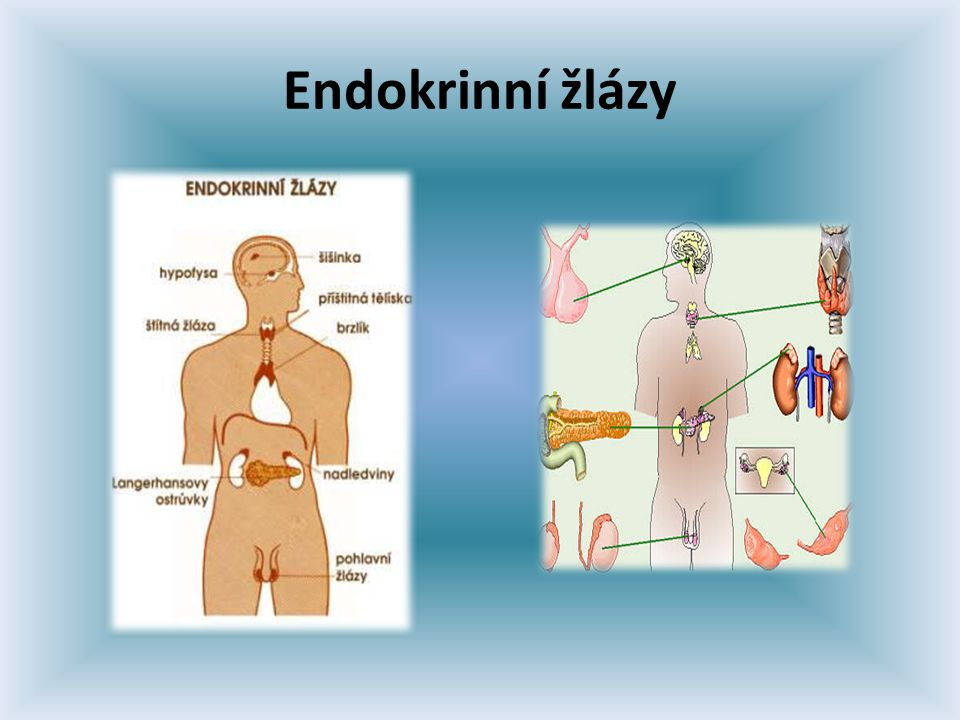 Endokrinní žlázy