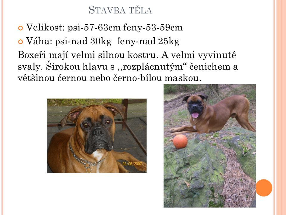 S TAVBA TĚLA Velikost: psi-57-63cm feny-53-59cm Váha: psi-nad 30kg feny-nad 25kg Boxeři mají velmi silnou kostru.