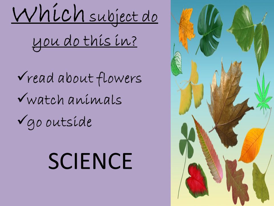 Which subject do you do this in  read about flowers  watch animals  go outside SCIENCE