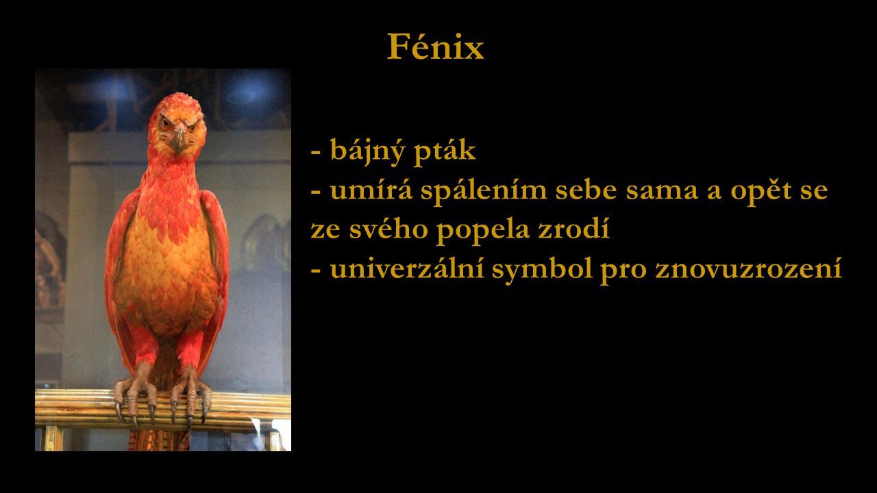 Fénix - bájný pták - umírá spálením sebe sama a opět se ze svého popela zrodí - univerzální symbol pro znovuzrození
