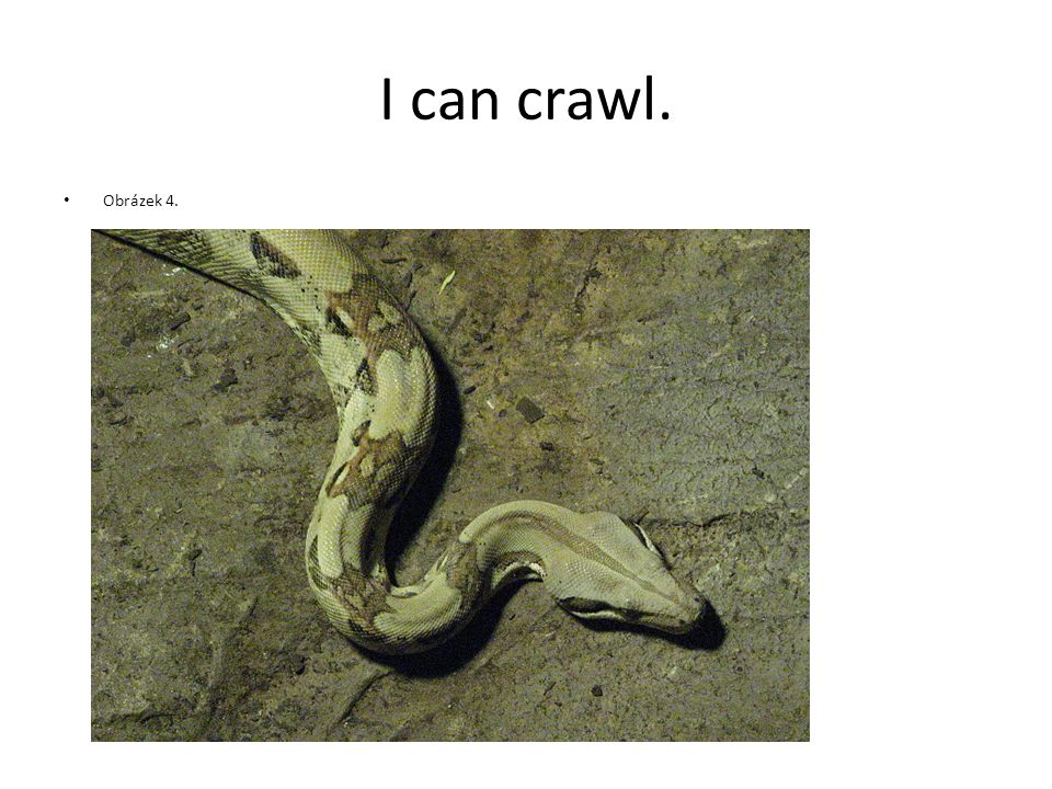 I can crawl. Obrázek 4.