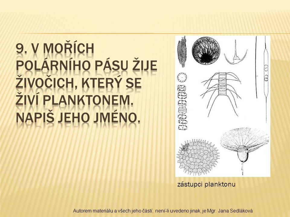 zástupci planktonu Autorem materiálu a všech jeho částí, není-li uvedeno jinak, je Mgr.
